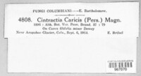 Anthracoidea caricis image